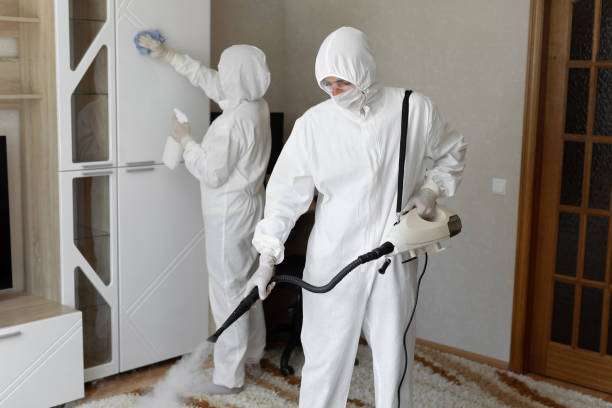 Best Mold Odor Removal Services  in Spring Valley, AZ